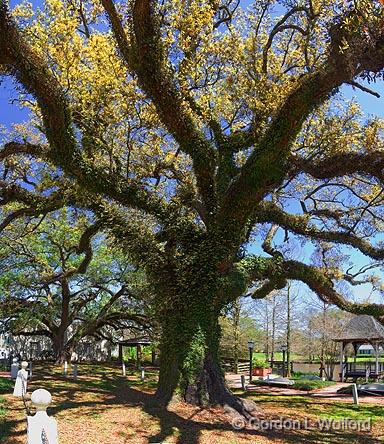 Evangeline Oak 45647-52.jpg - Photographed in St. Martinville, Louisiana, USA.